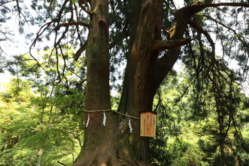 神奈川県の丹沢の大山の登山