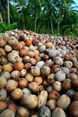 heap of coconut in coconut plantation