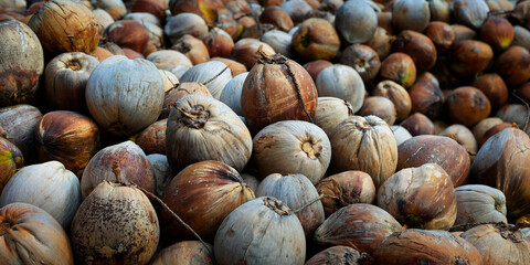 heap of coconut in coconut plantation