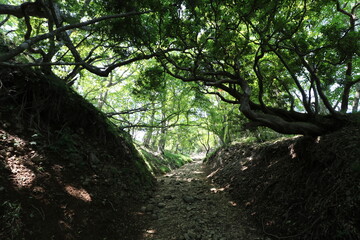 神奈川県の丹沢の大山の登山