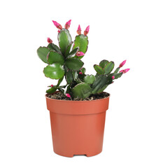 Beautiful pink Schlumbergera (Christmas or Thanksgiving cactus) isolated on white