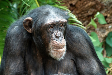 視線の先に人間を見つけたチンパンジーの顔