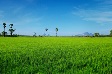 View of green rice field and blue sky in asia