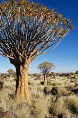 Quiver trees on rocky hillside in Namibia