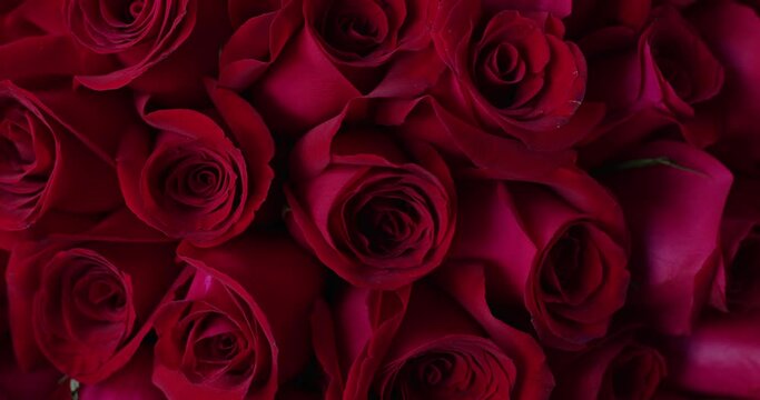 Natural red roses background close up