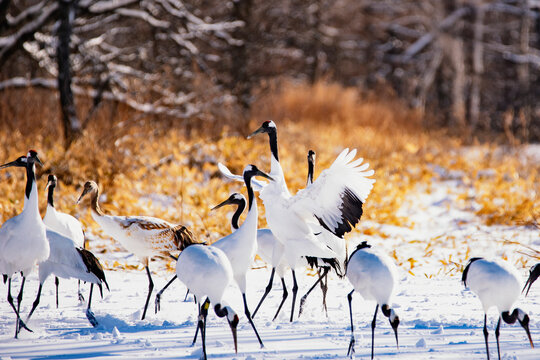 Group of Japanese Red Crowned Cranes in Winter at Tsurui Ito Tancho Crane Sanctuary, Kushiro, Hokkaido, Japan