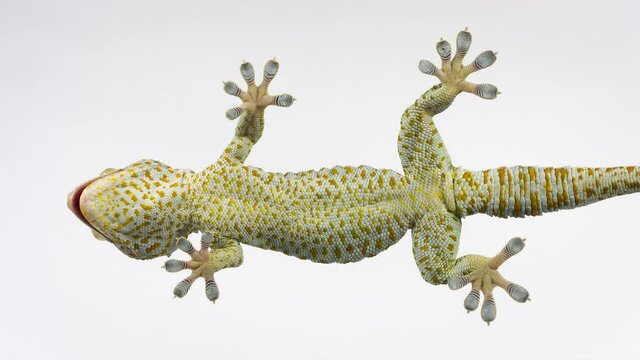 Gecko sitting and isolated on clear glass. Close look.