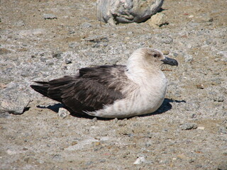 ナンキョクオオトウゾクカモメ

