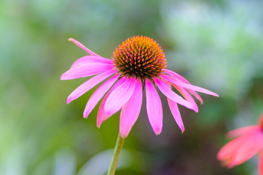 神戸三宮フラワーロードの花壇に咲く エキナセアの花 紫馬簾菊ともいう 花言葉は 深い愛 優しさ Foto De Stock Adobe Stock