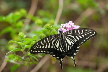 ランタナの蜜を懸命に吸うアゲハチョウ