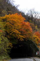 広島県帝釈峡、紅葉トンネル。