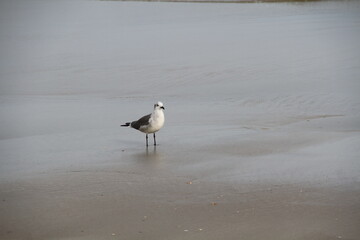 Seagull stands alone on north Florida beach