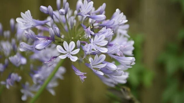 Female Ruby Throated Hummingbird and Scoliid Wasp Feeding on Purple Agapanthus Flower Nectar.