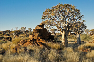 Quiver trees on rocky hillside in Namibia