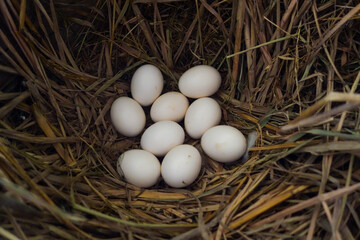 eggs in the nest