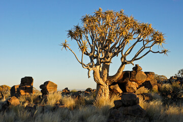 Quiver tree in bloom on rocky hillside in Namibia