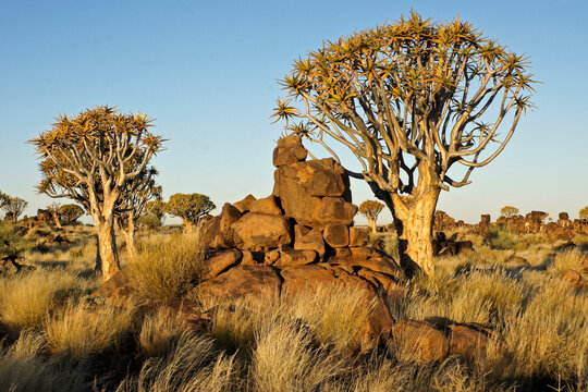 Quiver trees in bloom on rocky hillside in Namibia