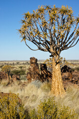 Quiver tree on rocky hillside in Namibia