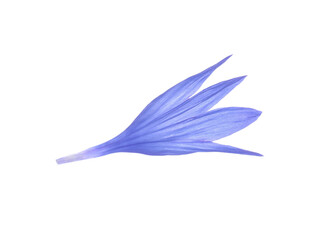 Beautiful light blue cornflower petal isolated on white