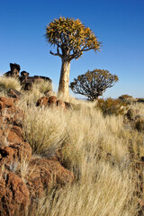 Quiver trees in bloom on rocky hillside in Namibia