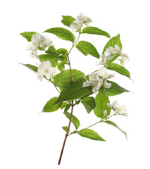 Branch of beautiful jasmine plant on white background