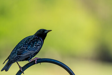 European Starling on a Hook