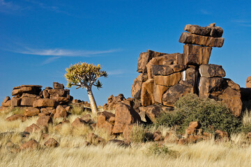 Quiver tree in bloom among dolerite boulders at Giants' Playground, Namibia