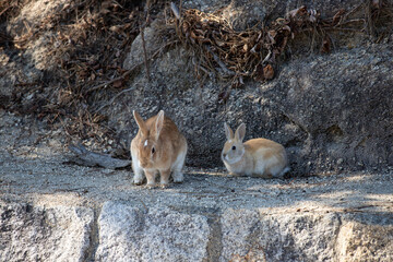 広島県大久野島、毛並みが似ているウサギ。
