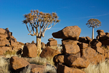 Quiver trees among dolerite boulders at Giants' Playground, Namibia