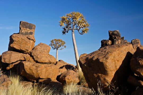 Quiver trees among dolerite boulders at Giants' Playground, Namibia