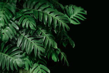Naklejka na ściany i meble Green leaves tropical forest plant
