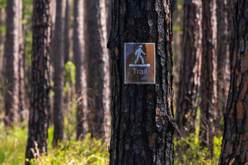 Trail Through Charred Trees