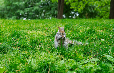 Squirrel in nature eating and looking for food