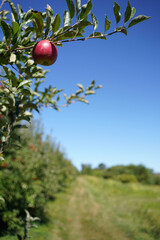 An apple is an edible fruit produced by an apple tree. Apple trees are cultivated worldwide and are the most widely grown species in the genus Malus.