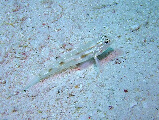 Sand Canyon Goby