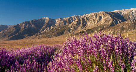 Fototapeta na wymiar Wild lupine in front of the Sierra Nevada Mountains