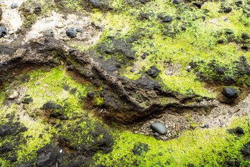 Moss on the rocks by the sea