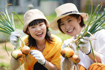 たまねぎを収穫する女性