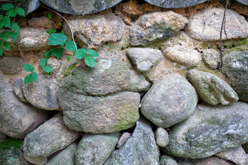 담장, 담쟁이, 벽, 식물, 녹색, 담벼락, 문짝, 이끼, green,  wall,  바탕화면, 배경화면
