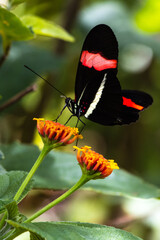 Mariposa negra y roja posada en una flor.
