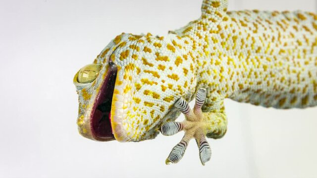 Gecko stuck and shows his five adhesive fingers on the glass.