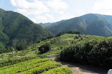 茶畑