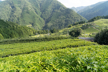 茶畑
