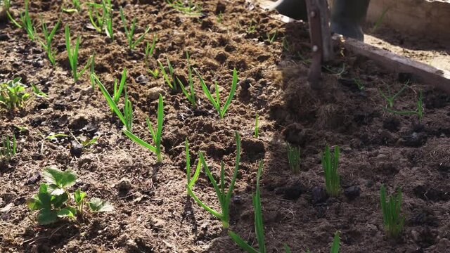 Loosening the soil in the green garlic bed