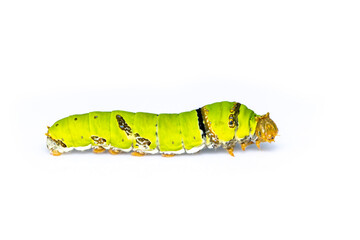 Image of lime butterfly caterpillar isolated on white background. Insect. Animal. Green worm