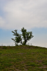 Single tree on green hill and blue sky with white clouds in background