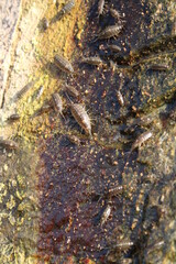 tatu da praia