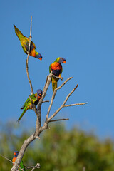 Rainbow Lorikeets soaking up the morning sun.