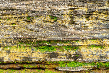 Moss on the rocks by the sea