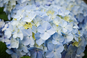 A Beautiful flower for background